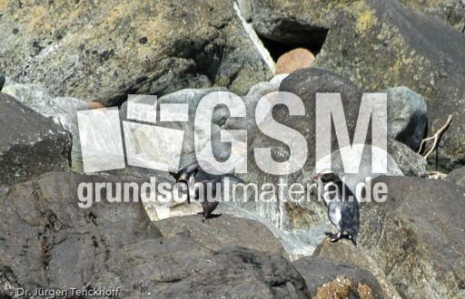 Dickschnabelpinguin (36 von 45).jpg